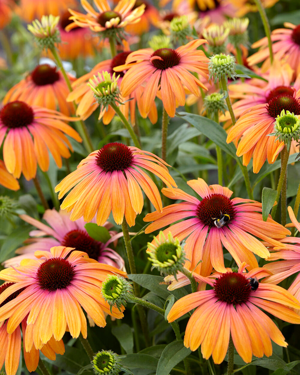 Echinacea Rainbow