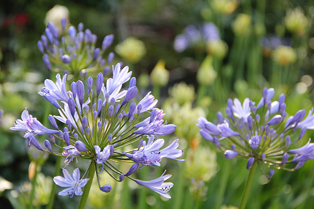 Agapanthus! All about Growing African Lilies