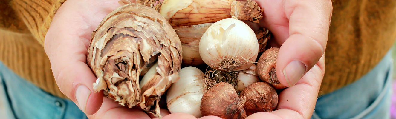 Bulbs, corms, tubers, or rhizomes? The differences!