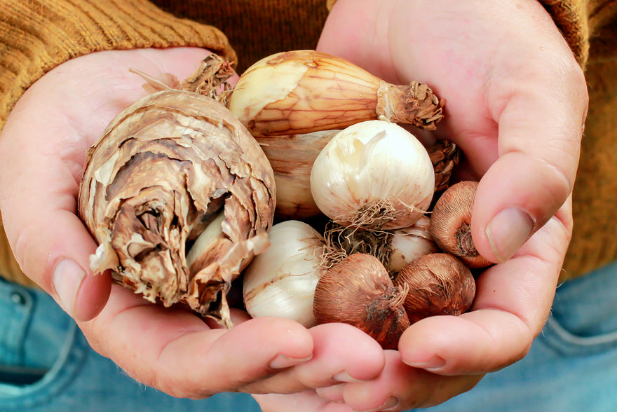 Bulbs, corms, tubers, or rhizomes? The differences!