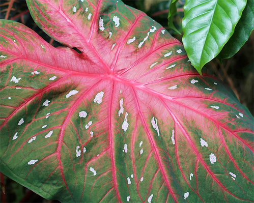 Caladiums! All about Caladium Bulbs