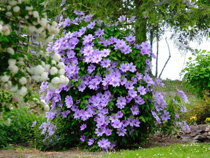 Clematis: Add height and charm to your garden