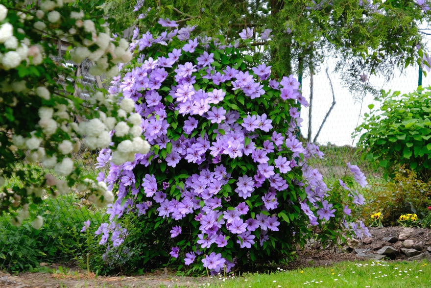 Clematis: Add height and charm to your garden