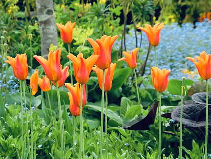 How to grow tulips in a UK cottage garden