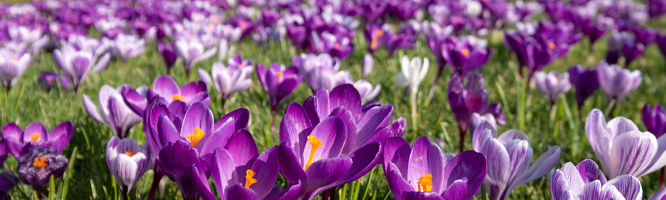 10 reasons why you should grow Crocus bulbs