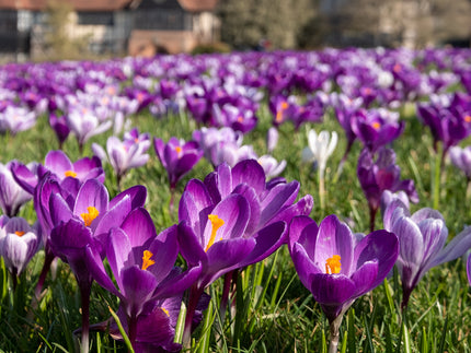 10 reasons why you should grow Crocus bulbs