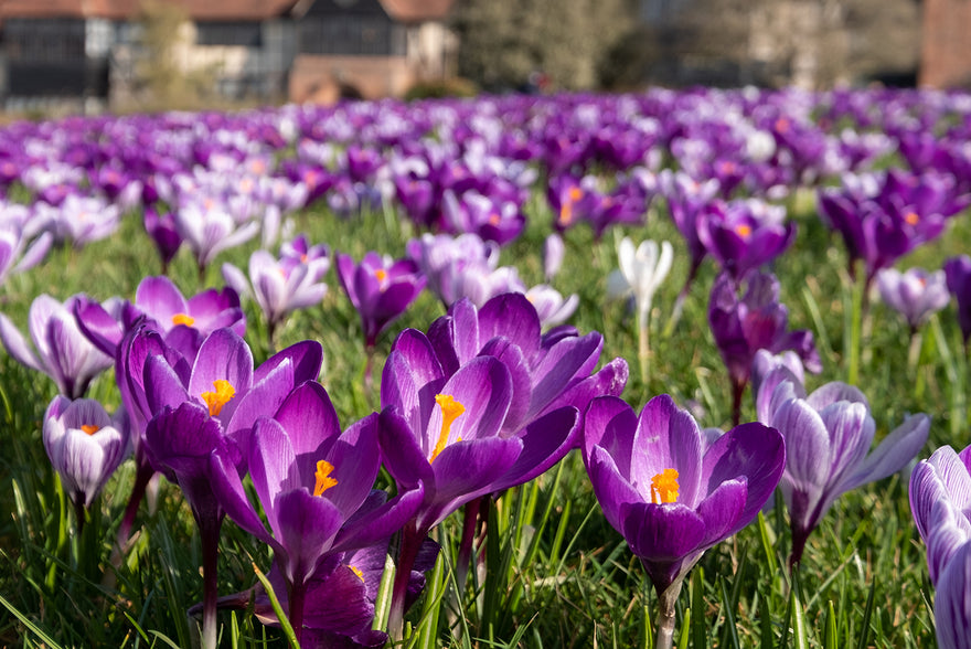 10 reasons why you should grow Crocus bulbs