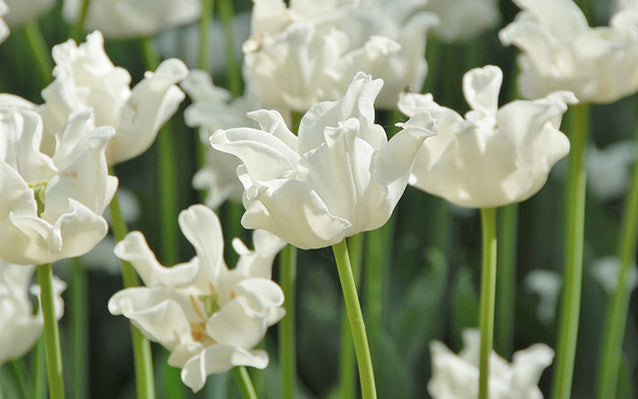 A New Look at Tulips with Exclusive Crown Tulips