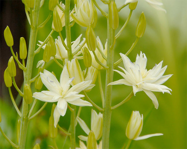 All about Camassia leichtlinii ‘Semiplena’