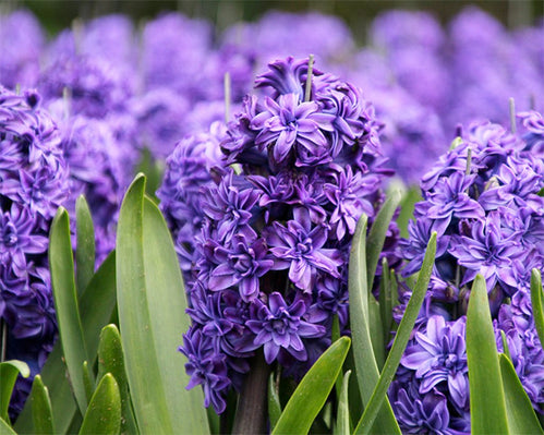 Double Hyacinths Make a Historic Comeback