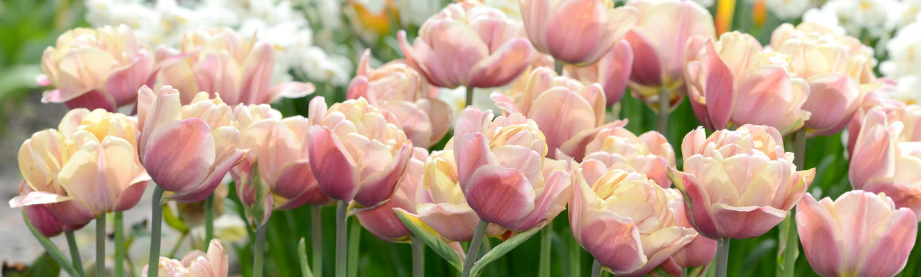 Top 10 double Tulip varieties for UK gardens