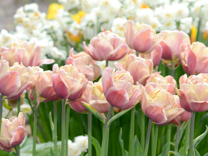 Top 10 double Tulip varieties for UK gardens