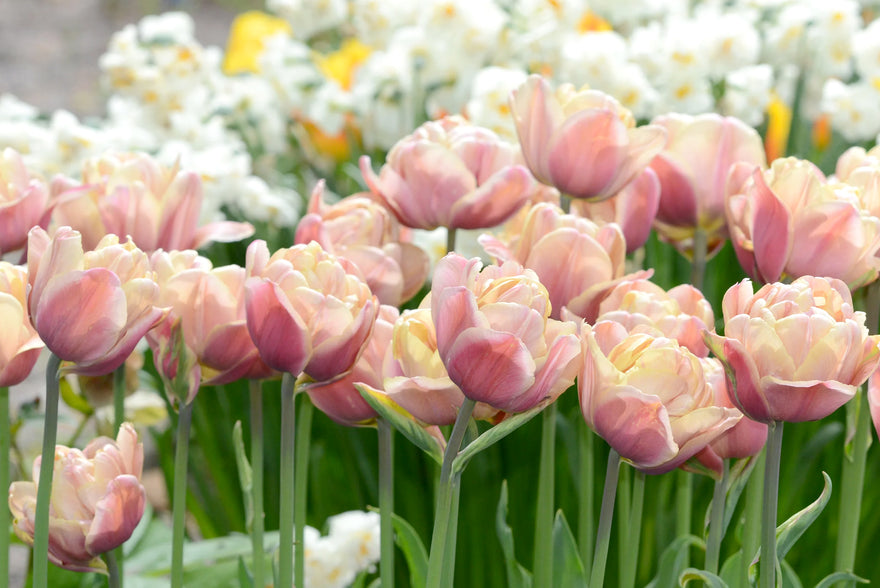 Top 10 double Tulip varieties for UK gardens