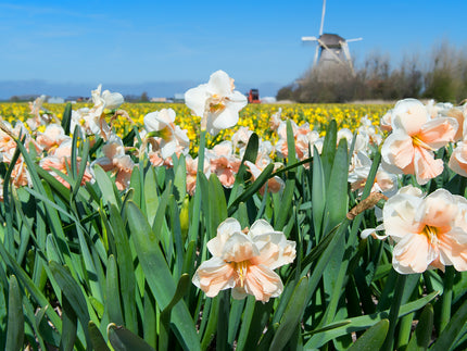 Why Dutch daffodils are the best for your UK garden