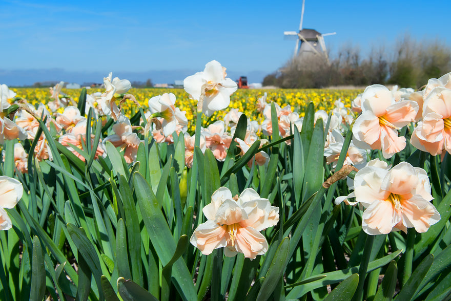 Why Dutch daffodils are the best for your UK garden