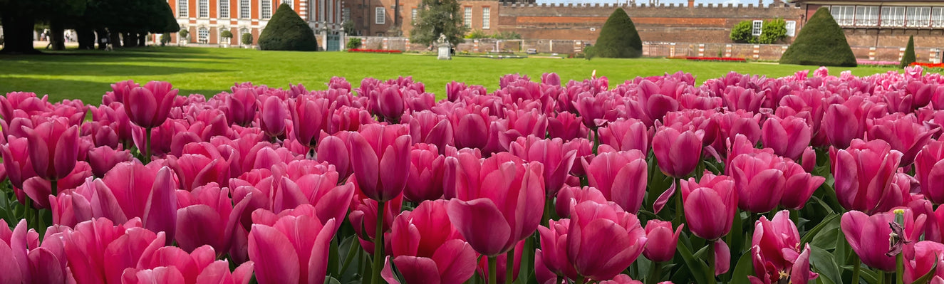 The blooming history of Dutch flower bulbs in the UK