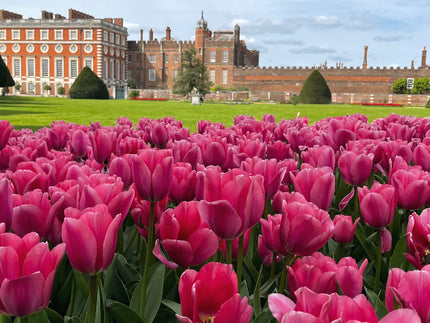 The blooming history of Dutch flower bulbs in the UK