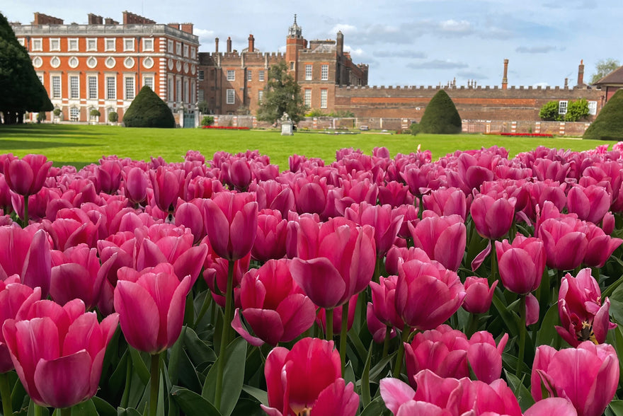 The blooming history of Dutch flower bulbs in the UK