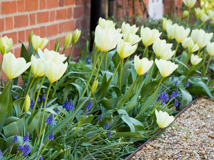 The best spring-flowering bulbs to plant in autumn