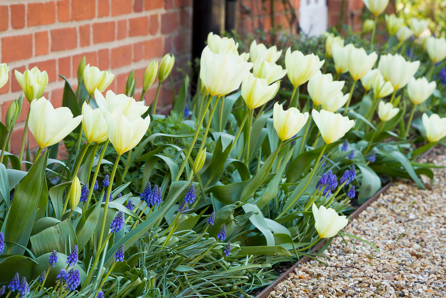 The best spring-flowering bulbs to plant in autumn