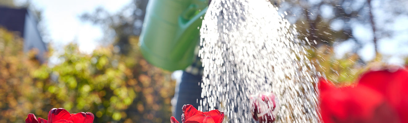 How to water bulbs? Handy guide to watering spring bulbs