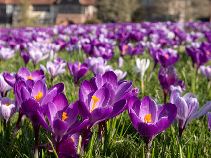Guide to planting and naturalising flower bulbs in grass