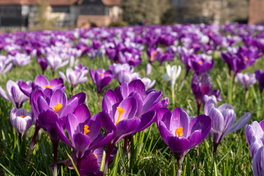 Guide to planting and naturalising flower bulbs in grass