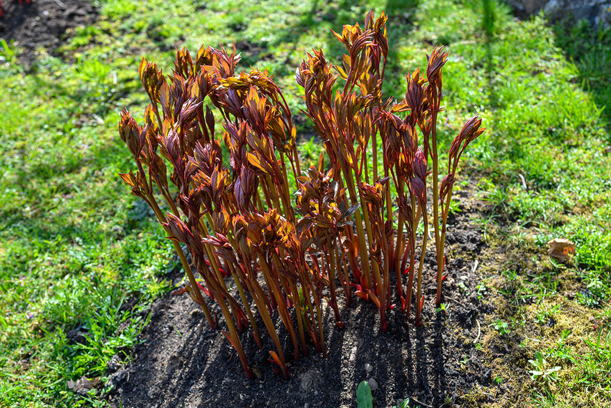 Paeonia