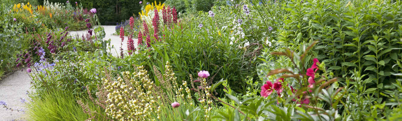 14 perfect perennials to grow in your UK garden