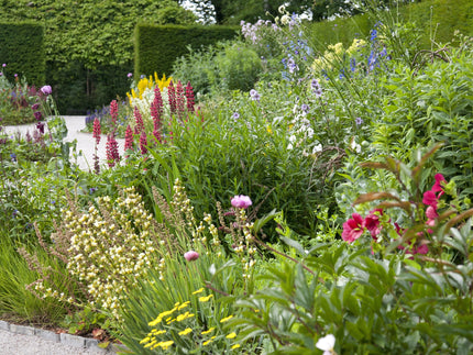 14 perfect perennials to grow in your UK garden