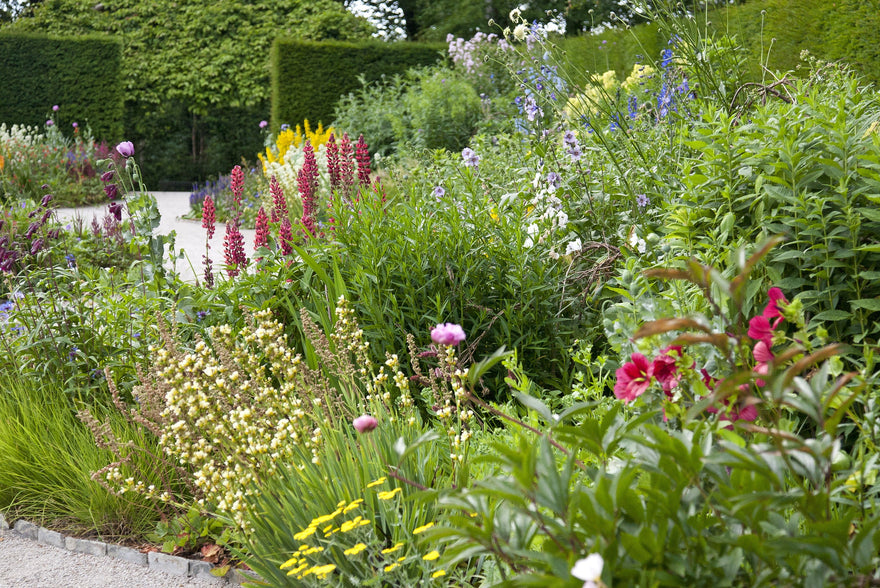 14 perfect perennials to grow in your UK garden