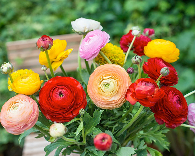 Ranunculi! All About Growing Ranunculus Bulbs