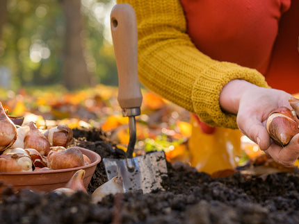 Why spring bulbs must be planted in autumn