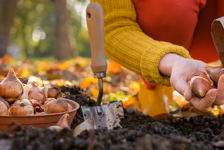 Why spring bulbs must be planted in autumn