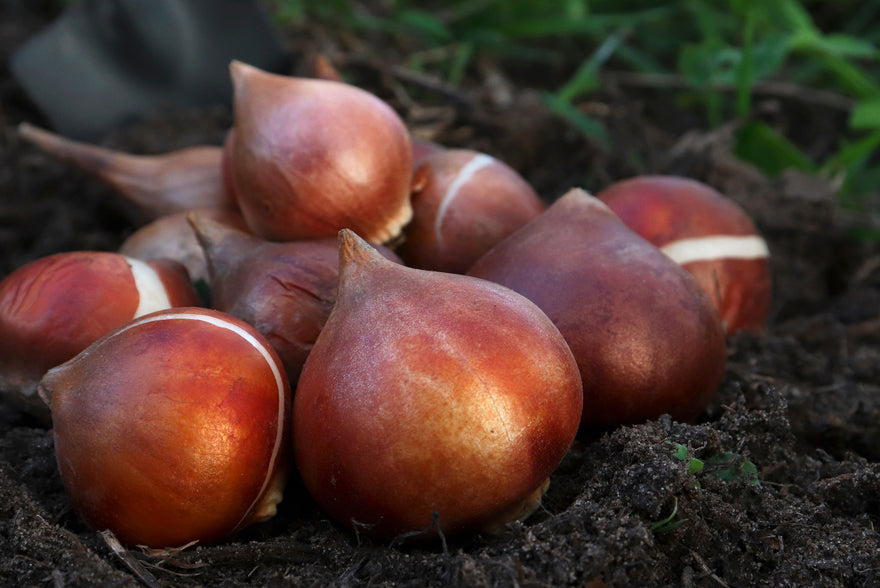 The life cycle of flower bulbs — from dormancy to bloom