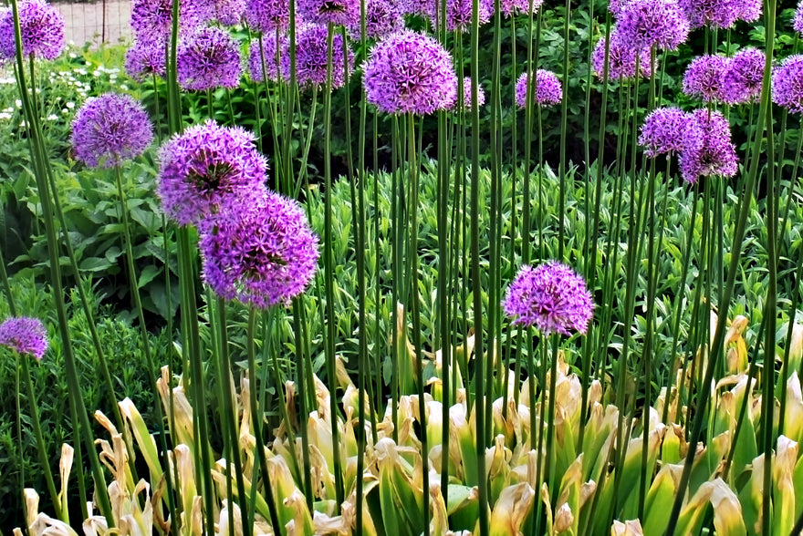 Why do my Allium leaves turn yellow? How to handle yellowed Allium foliage