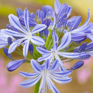 Agapanthus bare roots