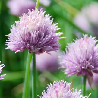 Perennial Alliums