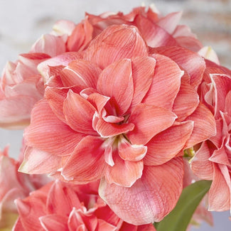 Amaryllis bulbs