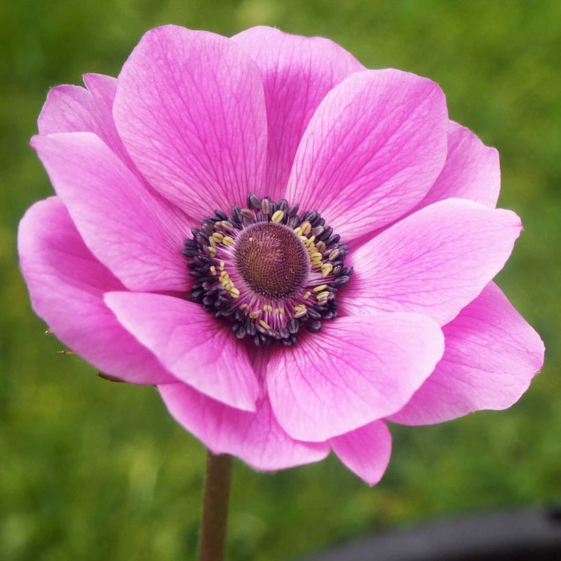 Anemone Bulbs — Buy Anemones online at Farmer Gracy UK