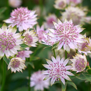 Astrantia bare roots