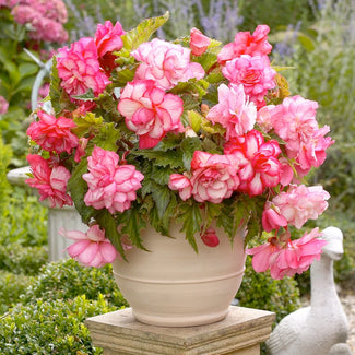 Balcony begonia tubers