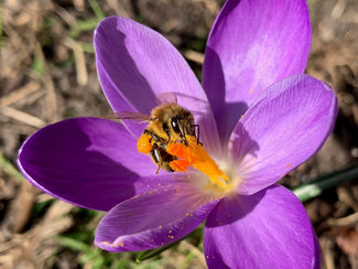 Bee-Friendly Flower Bulbs