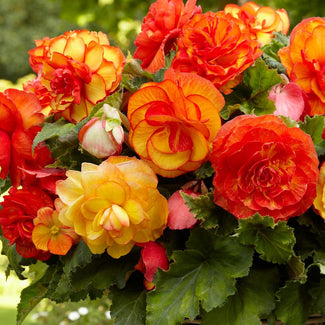 Begonia tubers