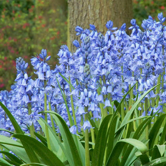 Bluebell bulbs