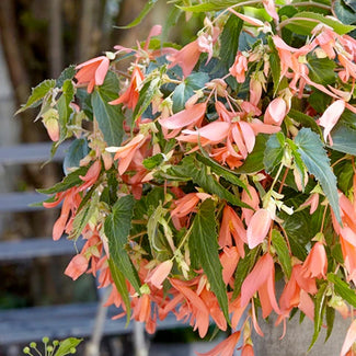 Boliviensis begonia tubers