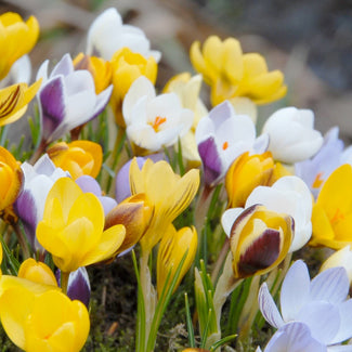 Botanical crocus bulbs