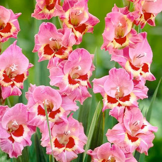 Butterfly gladiolus