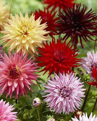 Cactus dahlias