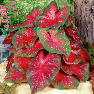 Caladium bulbs